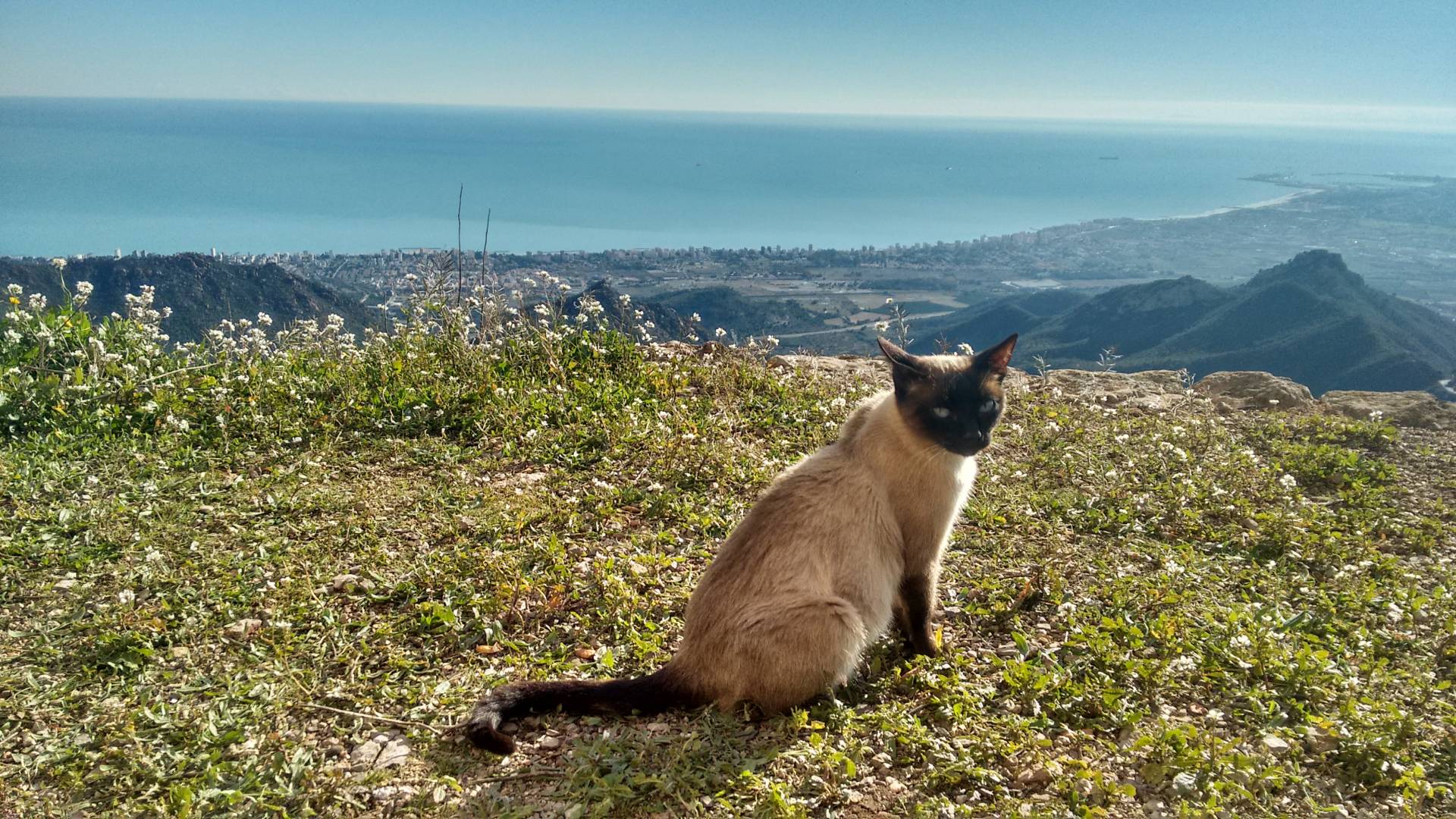 uno de los gatitos que te pueden dar la bienvenida en tu llegada a la cima Bartolo