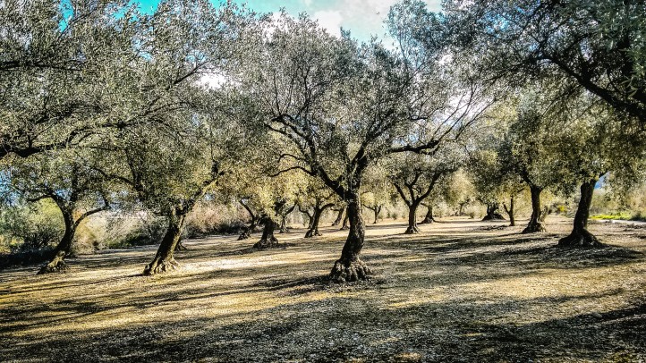 Otro paisaje de cuento en la ruta de los olivos milenarios en San Mateo.