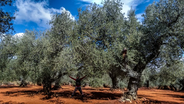 Al lado de los arboles de la ruta de los olivos milenarios parecemos pequeños duendes.